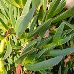 Carpobrotus acinaciformis Frunză