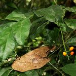 Urobotrya sparsiflora Плод