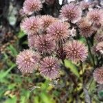 Vernonia noveboracensis Fruit