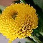 Chrysanthemum indicum Квітка