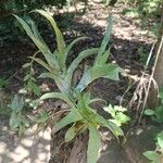 Catopsis sessiliflora Leaf