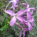 Hesperis laciniata Fleur