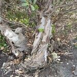 Eucalyptus lehmannii Bark