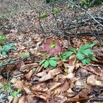 Helleborus nigerപുഷ്പം