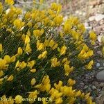 Cytisus fontanesii Other