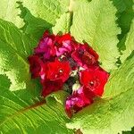 Primula japonica Flower