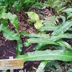 Microsorum punctatum Blatt
