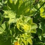 Alchemilla xanthochlora 葉