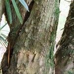 Podocarpus neriifolius Bark