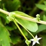 Stellaria alsine Blad