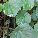 Peperomia arifolia List