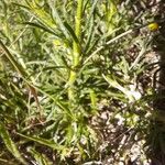 Teucrium pseudochamaepitys Blatt