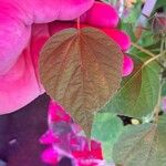 Hibiscus palustris Leaf