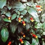 Manettia luteorubra Hábito