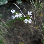 Satureja intricata Flower