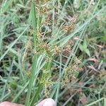 Rhynchospora corymbosa Flower