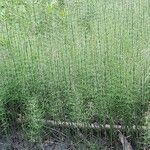 Equisetum fluviatile Frunză