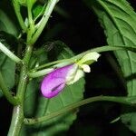 Impatiens niamniamensis Flower