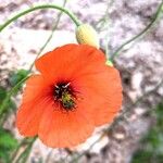 Papaver dubiumBlomma