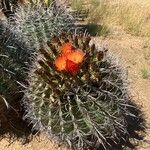 Ferocactus wislizeni ফুল