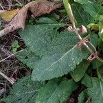 Salvia pratensis Blatt