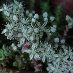 Sedum farinosum Flower