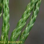 Lycopodium × oellgaardii ᱥᱟᱠᱟᱢ