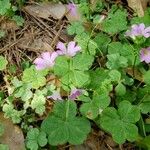 Oxalis violaceaBlüte