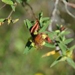 Hypericum lanceolatum Фрукт