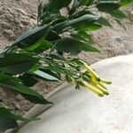 Nicotiana glauca Flors