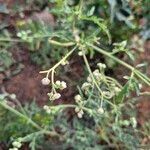 Parthenium hysterophorus Õis