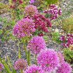 Allium angulosum 整株植物