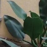 Philodendron martianum Lehti