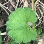 Saxifraga granulata Hoja