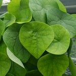 Stephania japonica Leaf