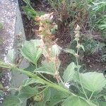 Althaea officinalisFlower