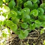 Heteranthera reniformis Leaf