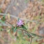 Elephantopus elatus Flor