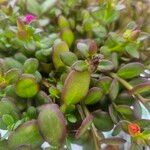 Portulaca umbraticolaΦύλλο