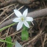 Ornithogalum divergensCvet