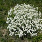 Crambe tataria Costuma