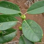 Austrobuxus ellipticus Fruit