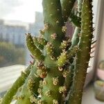 Tephrocactus verschaffeltii Blatt