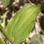 Epipactis bugacensis Blad