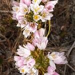 Allium roseumKukka