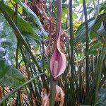 Lasia spinosa Flor