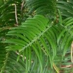 Cephalotaxus fortunei Leaf