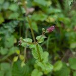 Scrophularia auriculata Flor