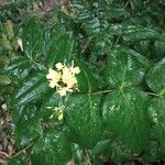 Mahonia aquifolium Flower