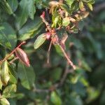 Ochna atropurpurea Hoja
